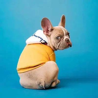 regalos para perro y gato