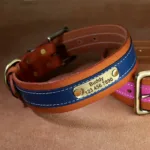 collar-de-perro-con-numero-2-1