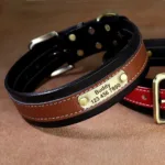 collar-de-perro-con-numero-3-1