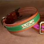 collar-de-perro-con-numero-4-1
