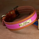 collar-de-perro-con-numero-6-1