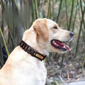 collar-de-perro-de-caza-grabado-1-1