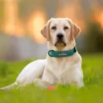 collar-de-perro-personalizado-de-cuero-7-1