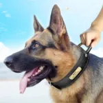 collar-para-perro-de-caza-grabado-4-1