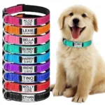 collar-para-perro-personalizado-1-1