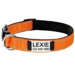collar-para-perro-personalizado-6-1