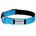 collar-para-perro-personalizado-8-1